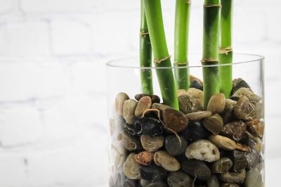 Lucky Bamboo