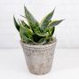 Twisted Sister Sansevieria 