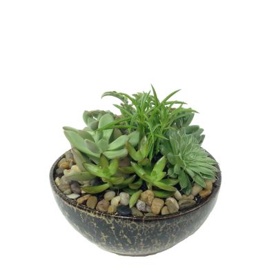 Succulent Rock Garden