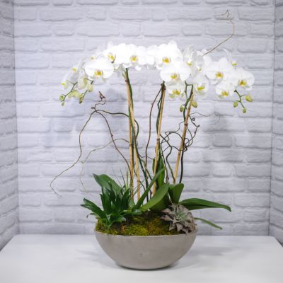 Phalaenopsis Orchid Planter (4 Stem)