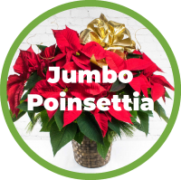 Jumbo Poinsettia Plant - 4 Branch