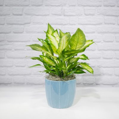 Upgraded Dieffenbachia (6