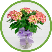 Mother's Day Hydrangea Plant - Pink
