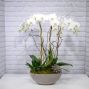 Phalaenopsis Orchid Planter (4 Stem)