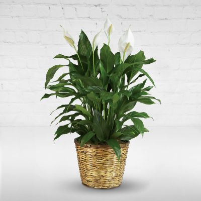 Simply Elegant Spathiphyllum - Large