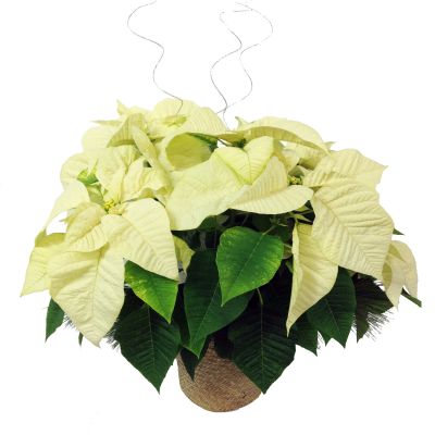 White Poinsettia Plant