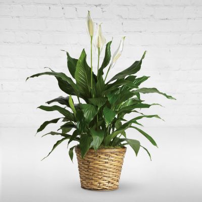 Simply Elegant Spathiphyllum - Medium