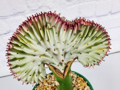 Coral Cactus