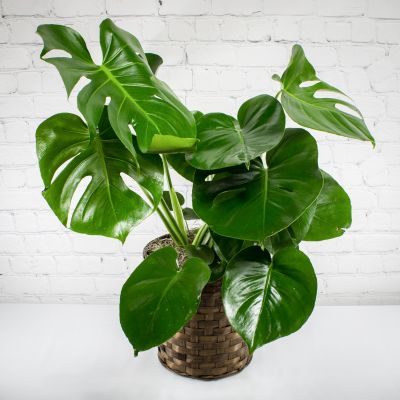 Monstera Deliciosa Plant