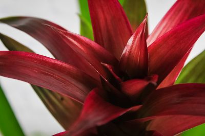 Upgraded Beautiful Bromeliad Plant