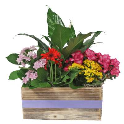 A Garden for Mom