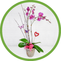 Valentine's Day Orchid Plant