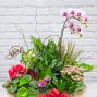 European Dish Garden - Premium