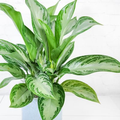 6” Aglaonema in Blue Ceramic