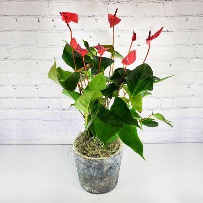 Anthurium Plant