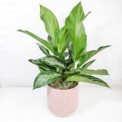 6” Aglaonema in Pink Ceramic