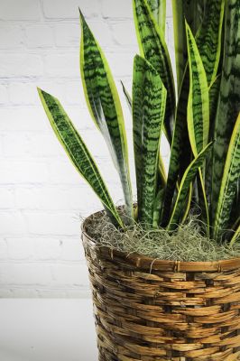 Snake Plant