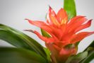 Beautiful Bromeliad Plant 