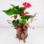 Christmas Anthurium