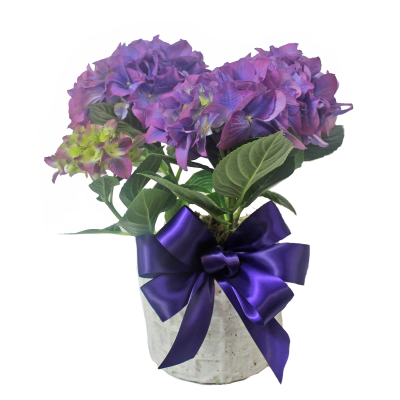 Hydrangea For Mom
