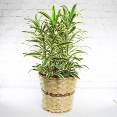 Dracaena Song of India