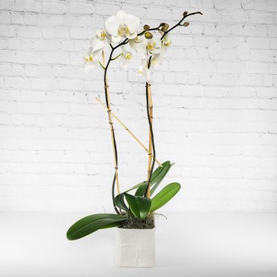 Phaleanopsis Orchid Planter - 2 Stem