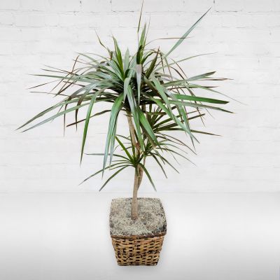 Dracaena Plant