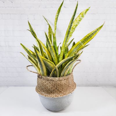 Sansevieria Lauren