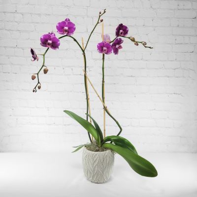 Double Phaleanopsis Orchid - Purple