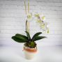 Eternal Blooms - Faux Orchid Planter