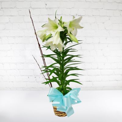 Fresh Easter Lily Plant - Standard