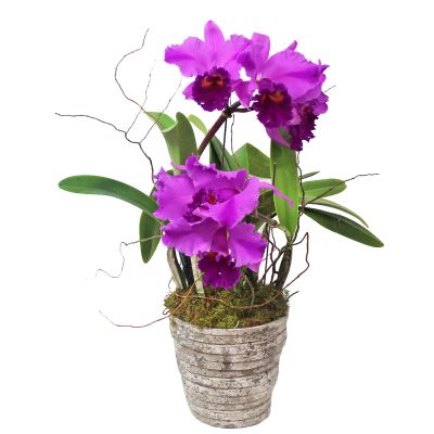 Cattleya Orchid