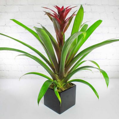 Upgraded Beautiful Bromeliad Plant