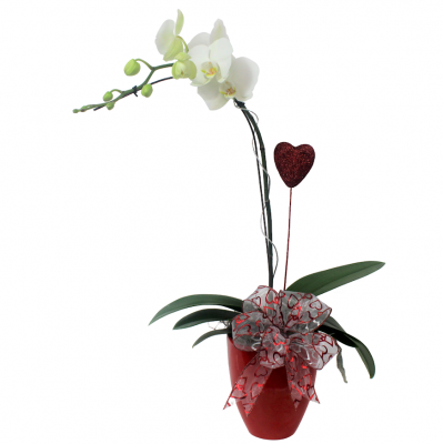 Valentine's Day Single Orchid Plant