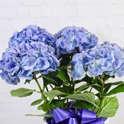 Mother's Day Hydrangea Plant