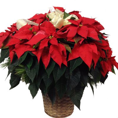 Poinsettia Plant - 3 Branch
