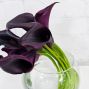 Midnight Calla Lilies