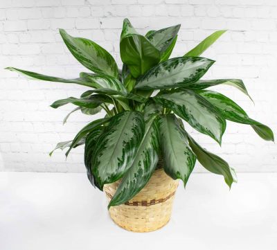 Aglaonema Plant