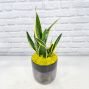 Snake Plant in Ceramic