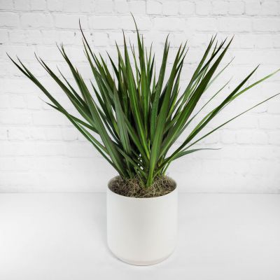 Dracaena Marginata - 6