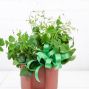 Lucky Clover Oxalis Plant