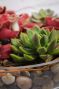 Zen Succulent Garden