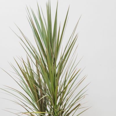 Three Cane Dracaena