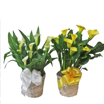 Calla Lily Plant