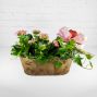 Sweetheart Kalanchoe Planter