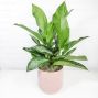 6” Aglaonema in Pink Ceramic