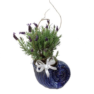 Lavender Plant