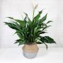 Peace Lily in Accent Basket