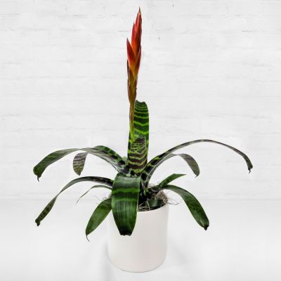 Bromeliad Vriesea Espada