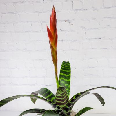 Bromeliad Vriesea Espada :: Ashland Addison Florist